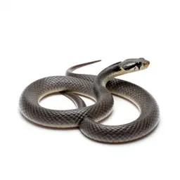 Common water snake