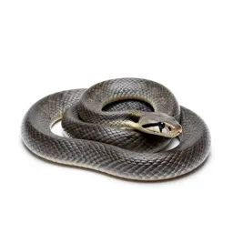 Constrictor
