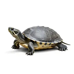 Cooter