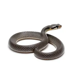 Coral snake