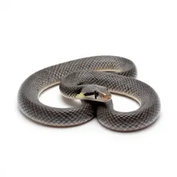 Corn snake
