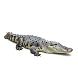 Crocodile