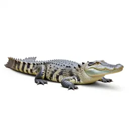 Crocodilian reptile