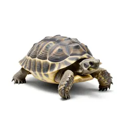 Desert tortoise