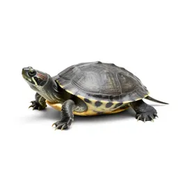 Diamondback terrapin
