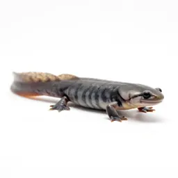 Dicamptodon