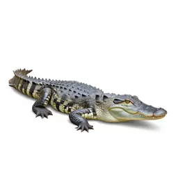 False gavial