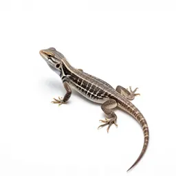 Fence lizard