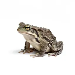 Fire-bellied toad