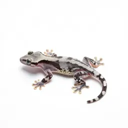 Flying gecko