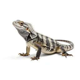 Frilled lizard