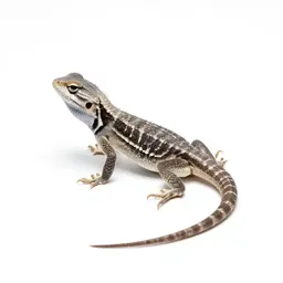 Fringe-toed lizard
