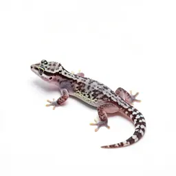 Gecko
