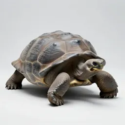 Giant tortoise