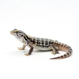 Glass lizard