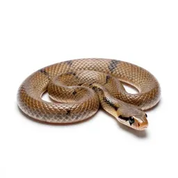 Glossy snake