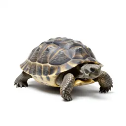 Gopher tortoise