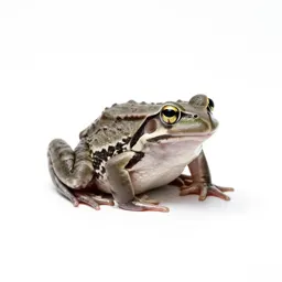 Grass frog