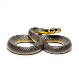 Grass snake