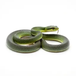 Green snake