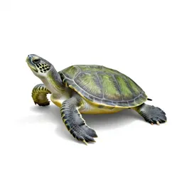 Green turtle