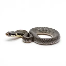 Ground snake