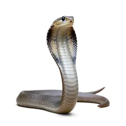 Hamadryad
