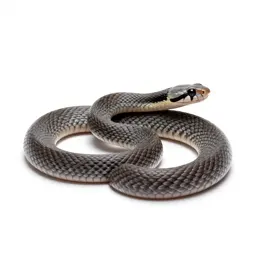Hognose snake