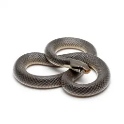 Hoop snake
