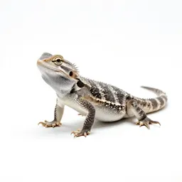Horned lizard