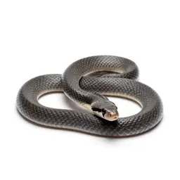 King snake