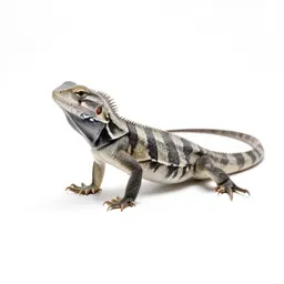 Lacertid lizard
