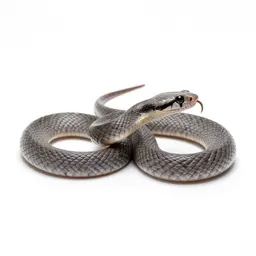 Leaf-nosed snake