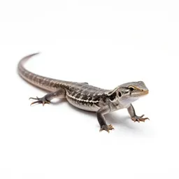 Legless lizard