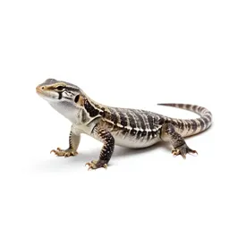 Leopard lizard