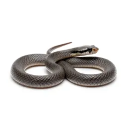 Lined snake