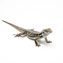 Lizard