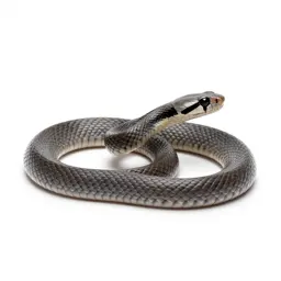 Lyre snake