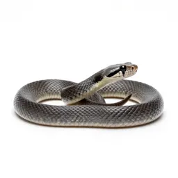 Mamba
