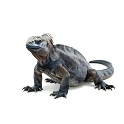 Marine iguana