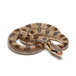 Milk snake