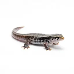 Mountain skink