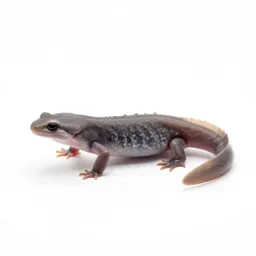 Newt