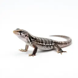 Night lizard