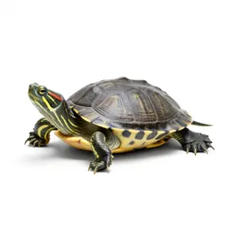 Painted turtle