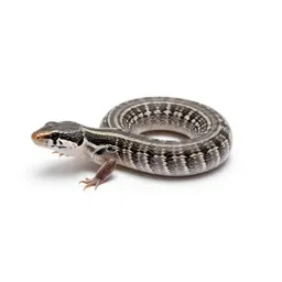 Plateau striped whiptail