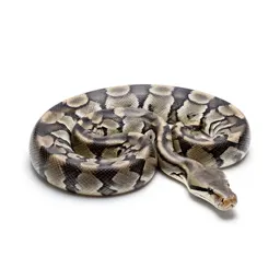Python