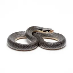 Rat snake