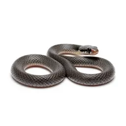 Red-bellied snake