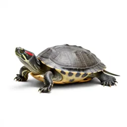 Red-bellied terrapin